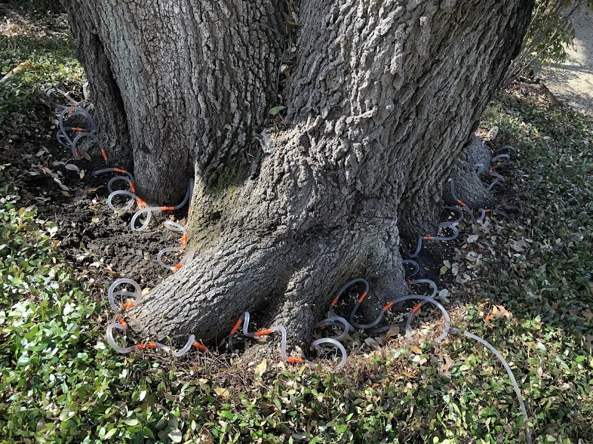 Detailed Tree Cabling and Bracing job site in Fairton