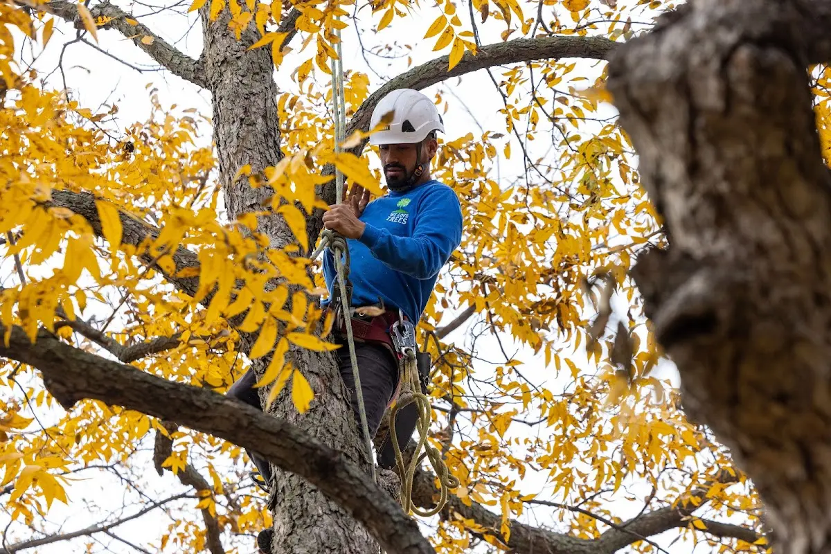 Skilled Tree Trimming crew working in Fairton